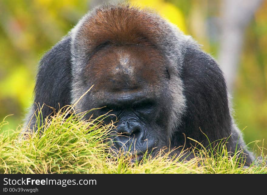 A close up of Silverback Gorilla