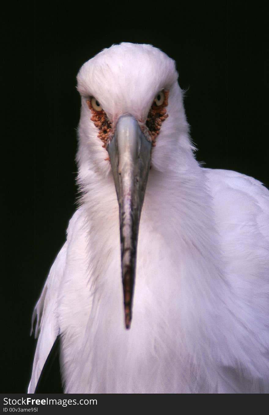 A large white bird with a very large beak and a hard stare. A large white bird with a very large beak and a hard stare