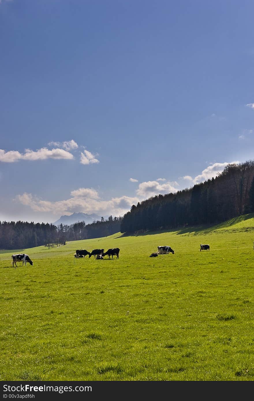 Cows in the swiss countryside, one of the symbols of Switzerland. Cows in the swiss countryside, one of the symbols of Switzerland