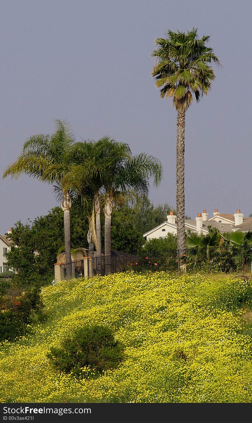 A variety of plants, trees and foilage make a very attractive scene. A variety of plants, trees and foilage make a very attractive scene