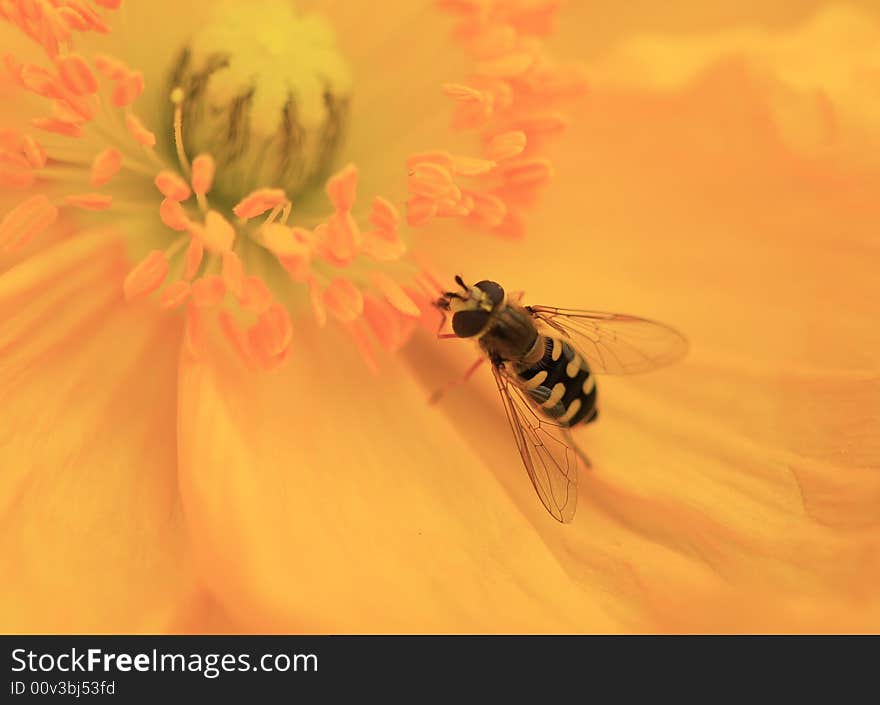 A honeybee stands on yellow petal to approach golden stamen in spring in shanghai gongqing forest park. A honeybee stands on yellow petal to approach golden stamen in spring in shanghai gongqing forest park