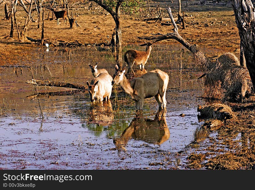 India, Ranthambore: Deers