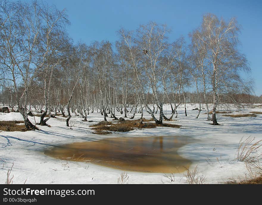 The last snow is in spring in the forest