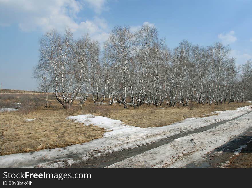 The last snow is in spring in the forest