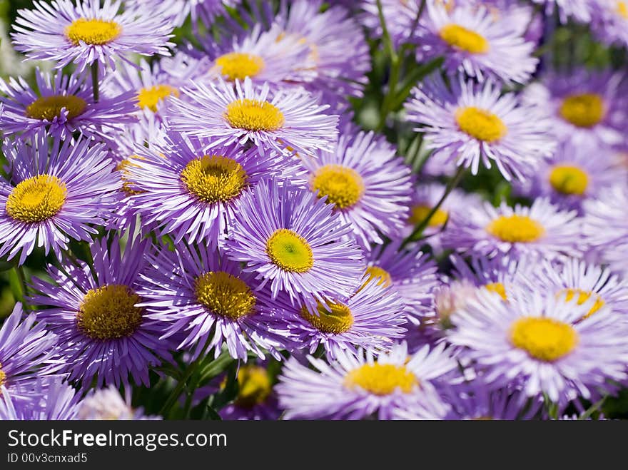 Purple Daisies