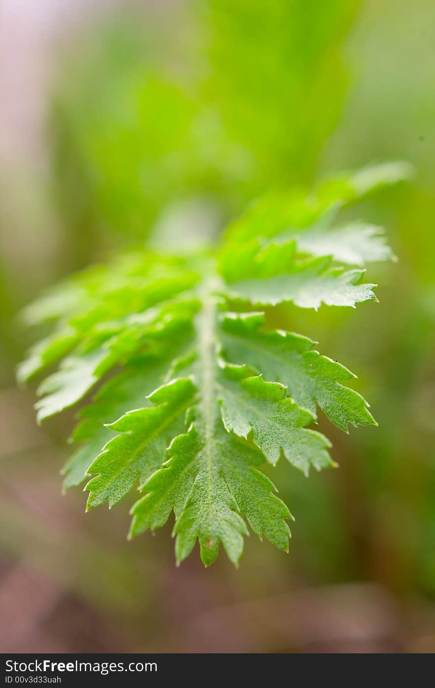 Beautiful green plant close-up background