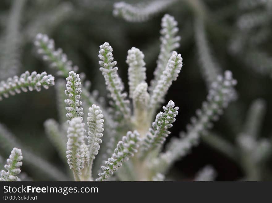 Beautiful green plant