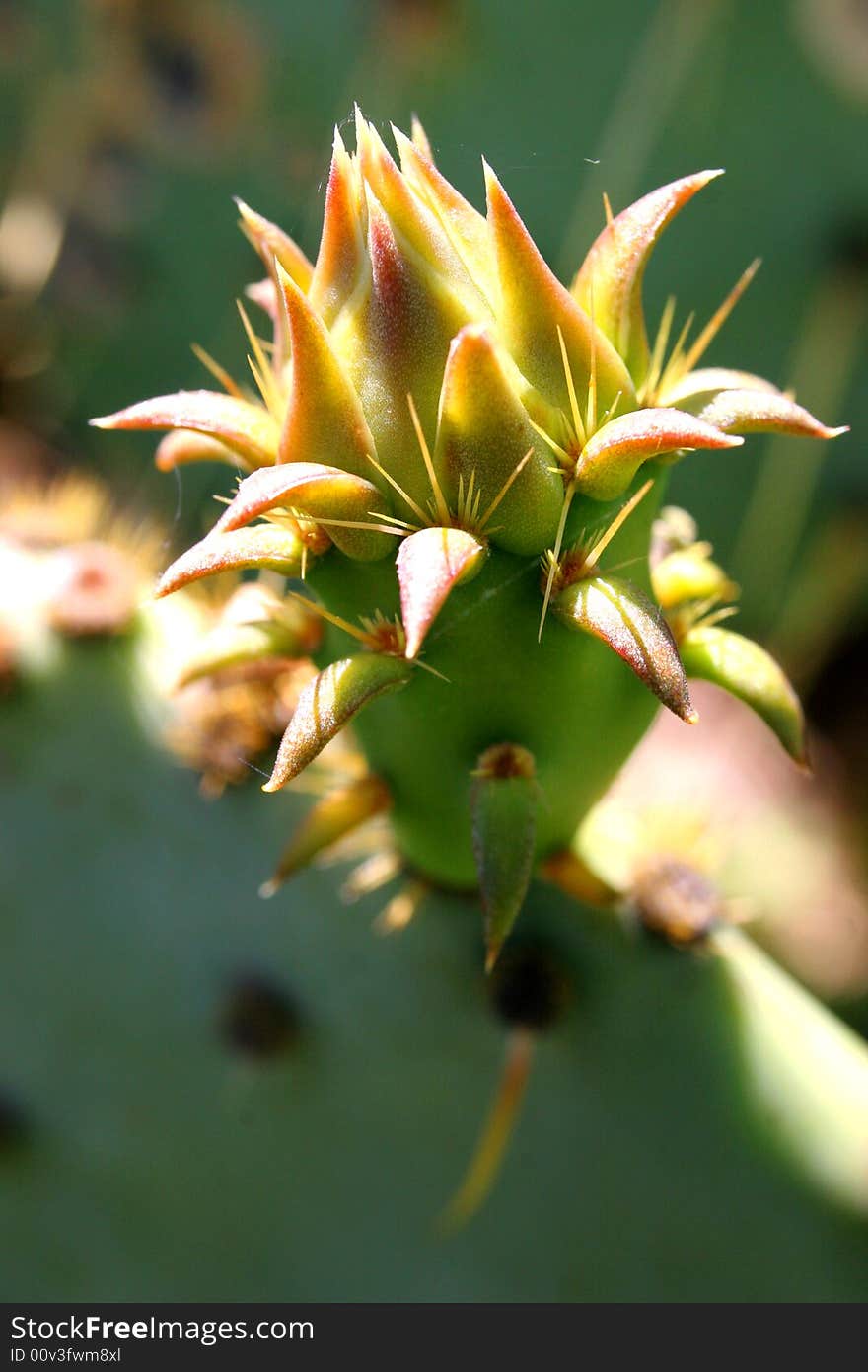 Macro shot of a Cactus blossom in the Texas desert. Macro shot of a Cactus blossom in the Texas desert.