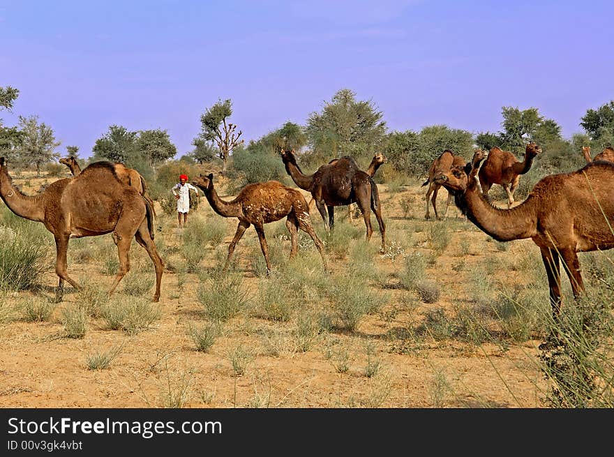 India; Jaisalmer; Camels