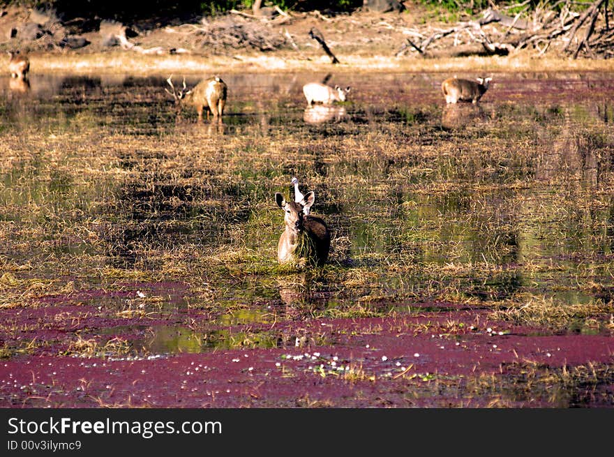 India, Ranthambore: Deers