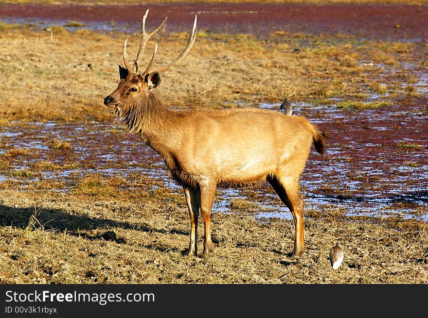 India, Ranthambore: Deers