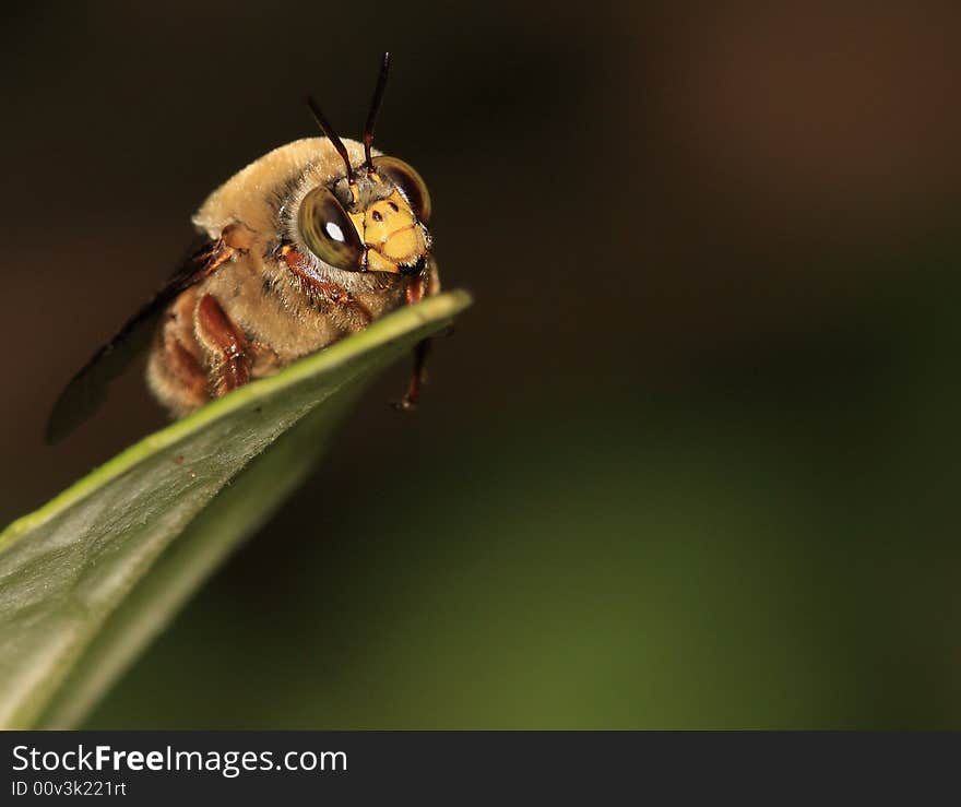 Resting Bee