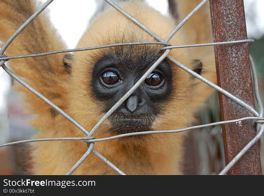 Monkey, Vietnam, Phan Thiet district. Monkey, Vietnam, Phan Thiet district