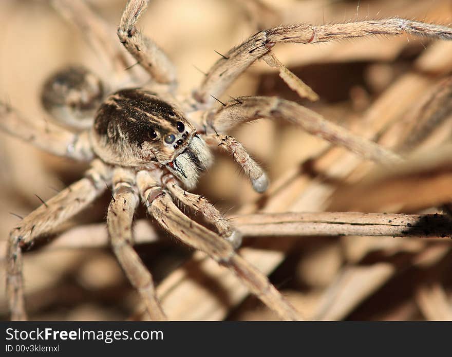 Ground Spider