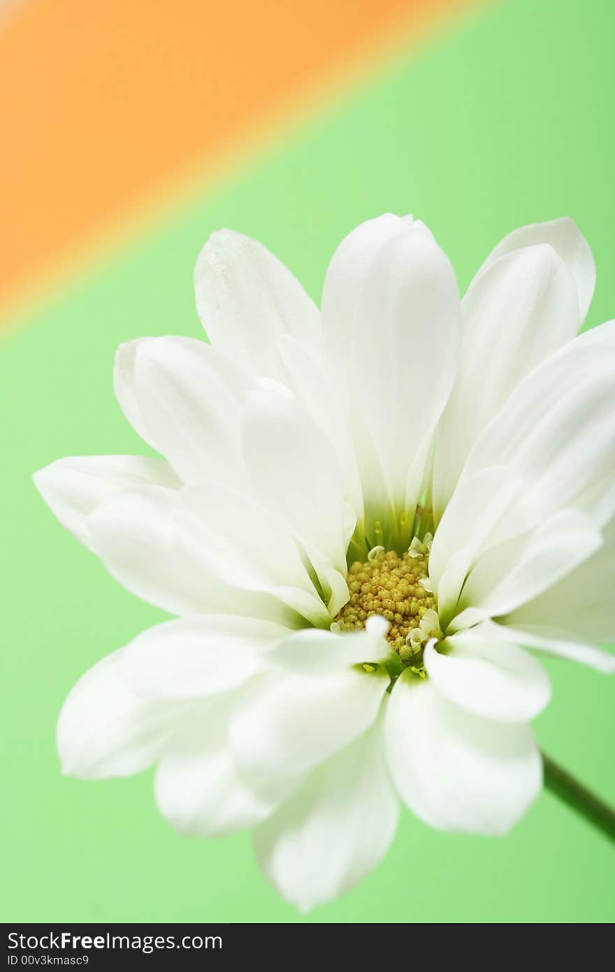 White flower on green background. White flower on green background