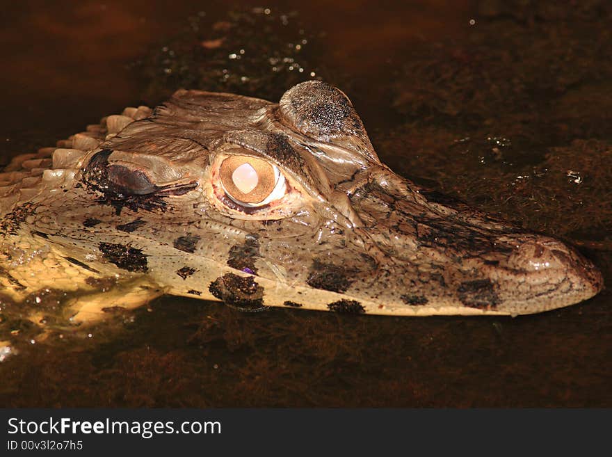 Alligator-Bolivia, Noel Kempf NP at night. Alligator-Bolivia, Noel Kempf NP at night