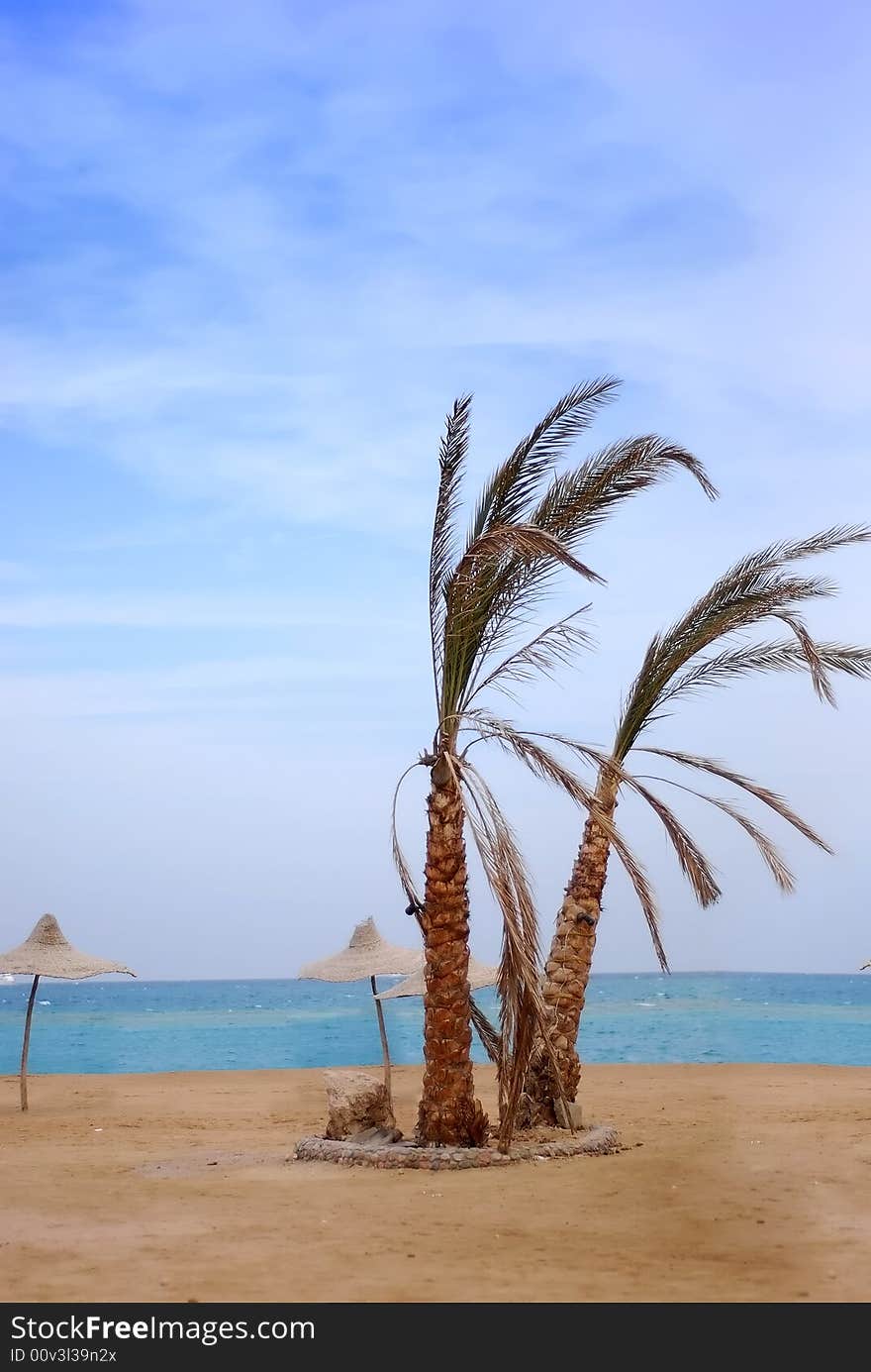 Colorful landscape of the azure sea with palm trees on the cloudy sky. Colorful landscape of the azure sea with palm trees on the cloudy sky