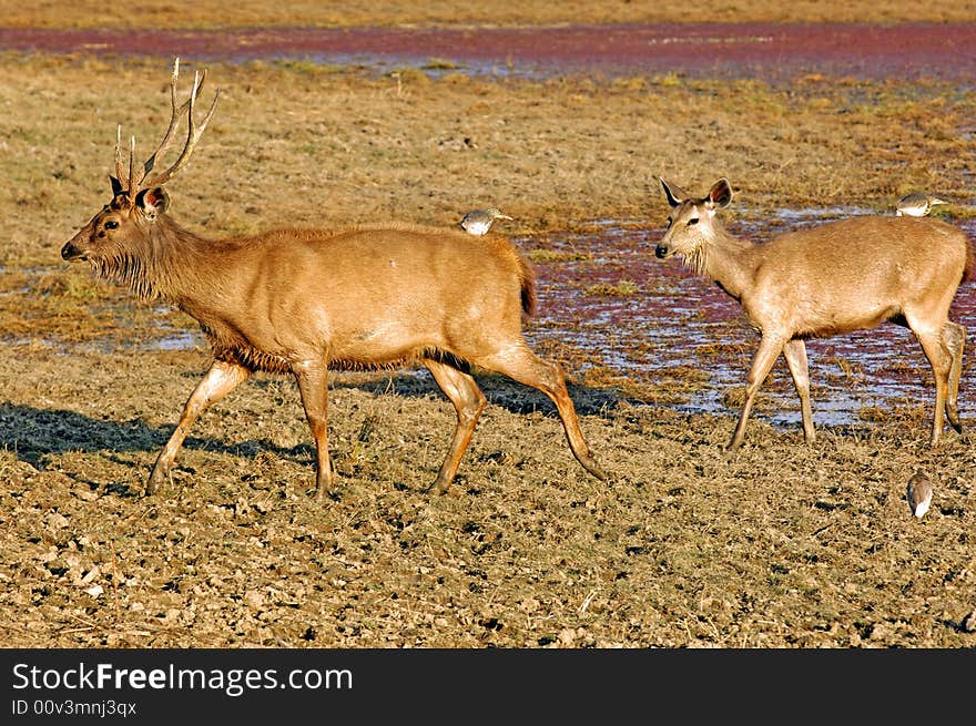 India, Ranthambore: Deers