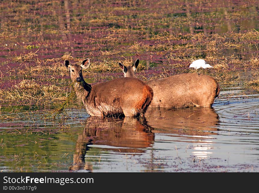 India, Ranthambore: Deers