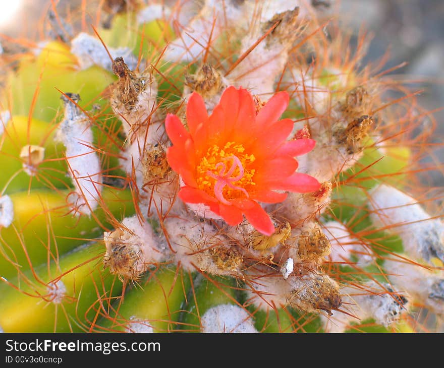 Red Flower