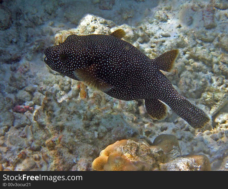 Here is a big and ugly Guineafowl puffer. italian name: Pesce Palla Punteggiato scientific name: Arothoron Meleagris 
english name: Guineafowl puffer