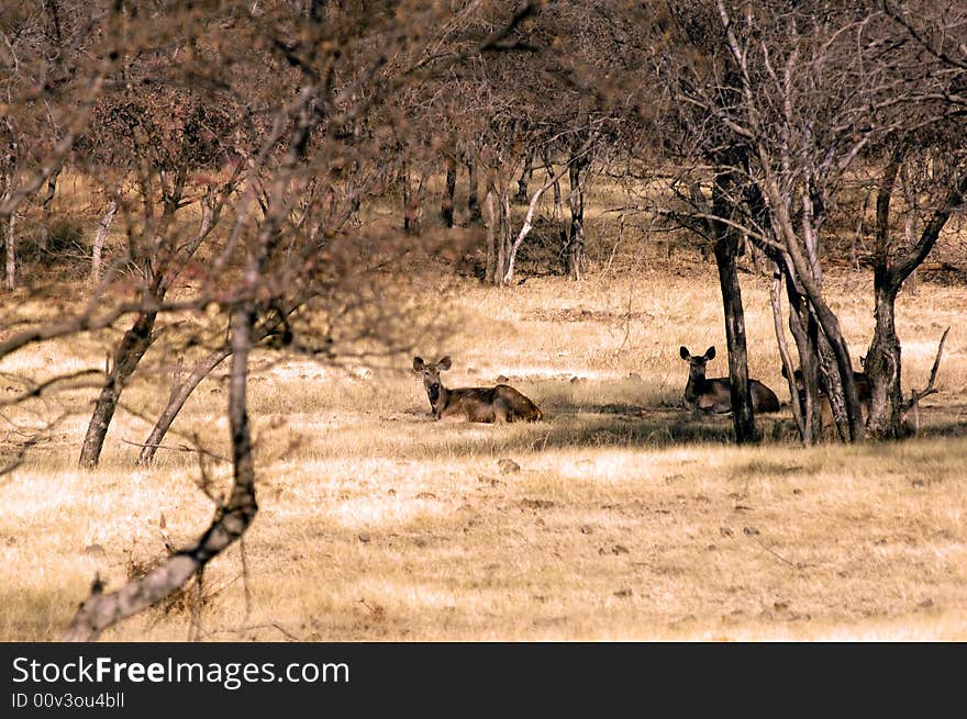 India, Ranthambore: Deers