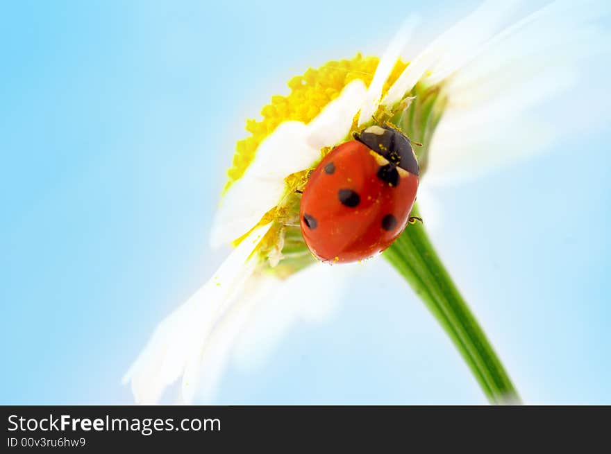 Ladybug on camomile flower under blue sky