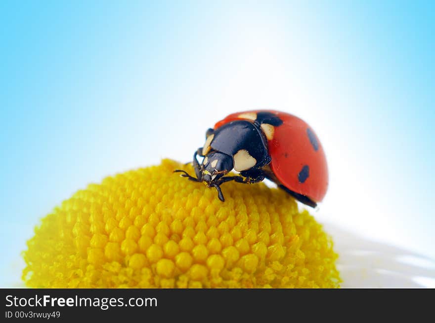 Ladybug on camomile flower