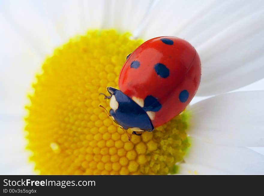 Red ladybug on camomile flower