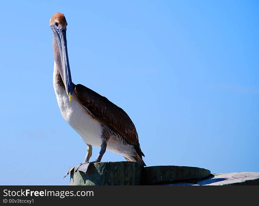 Hungry Pelican Waiting For Dinner