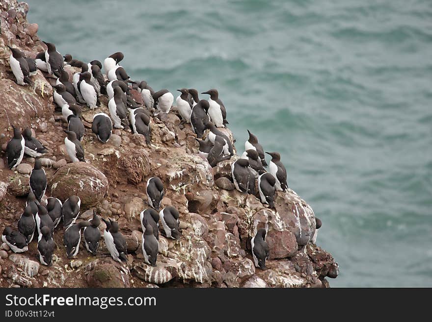 Guillemots at Fowlsheugh