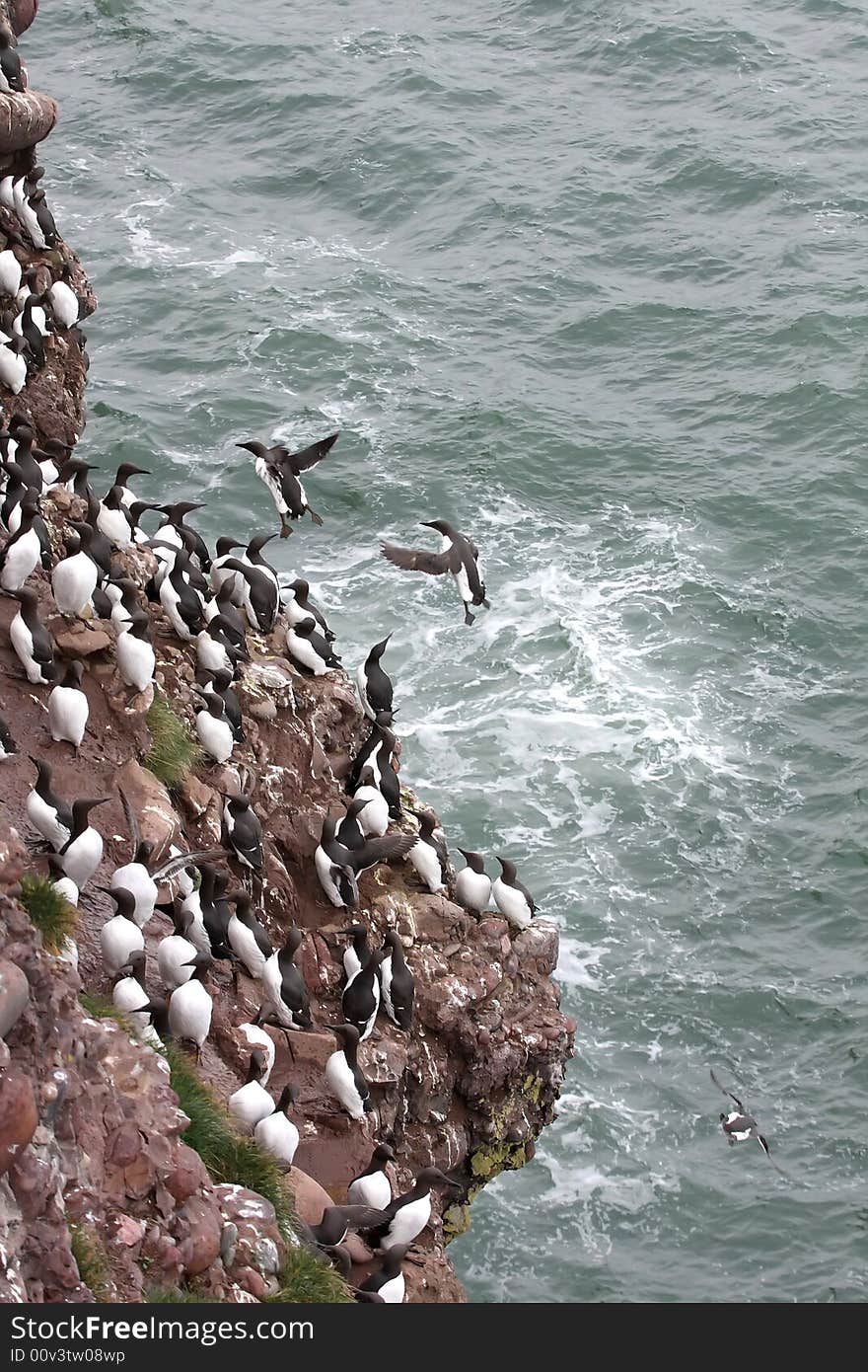 Guillemots At Fowlsheugh