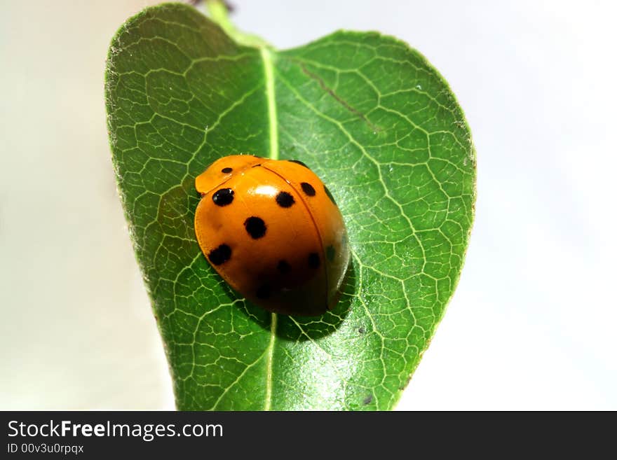 Ladybug on the leaf with white background