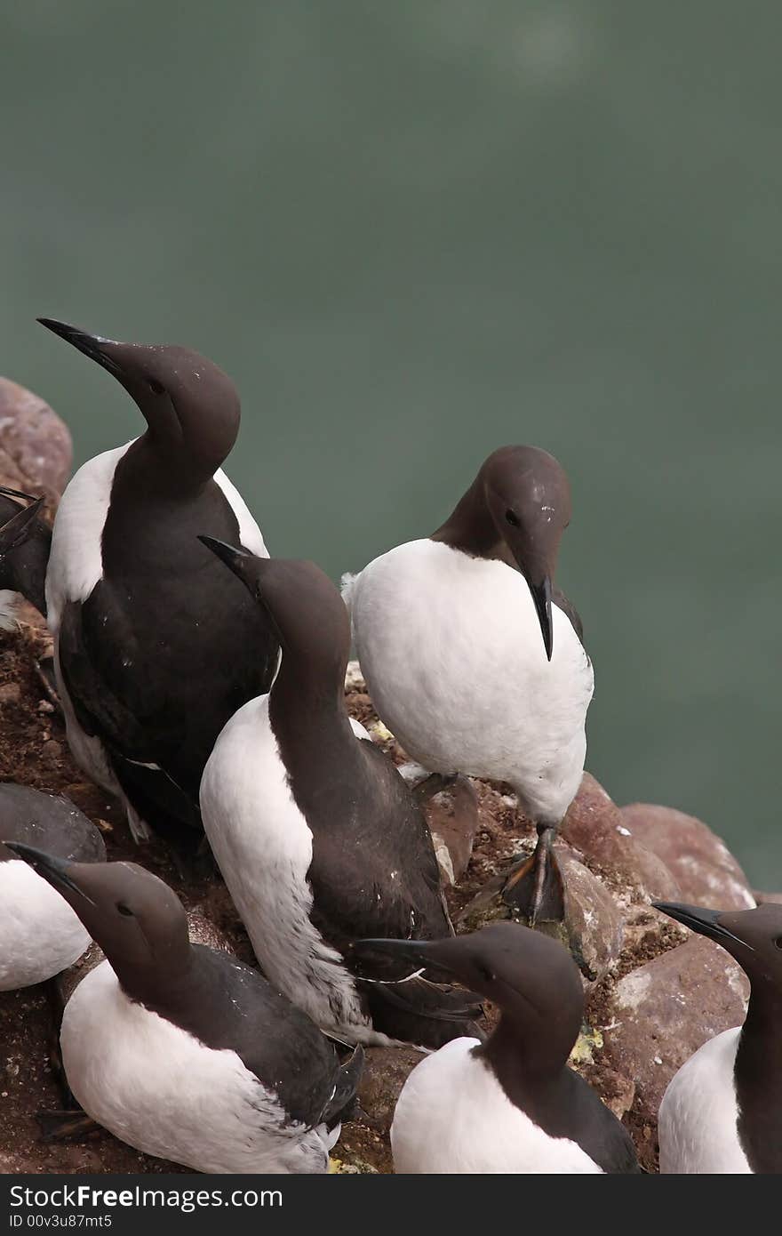 Guillemots at Fowlsheugh