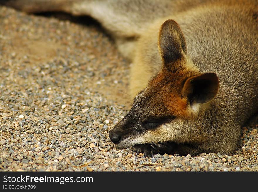 Sleeping kangaroo