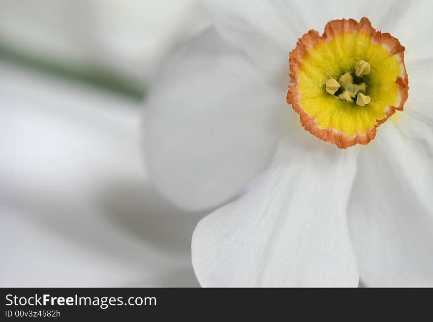 Beautiful white narcis close-up. Beautiful white narcis close-up