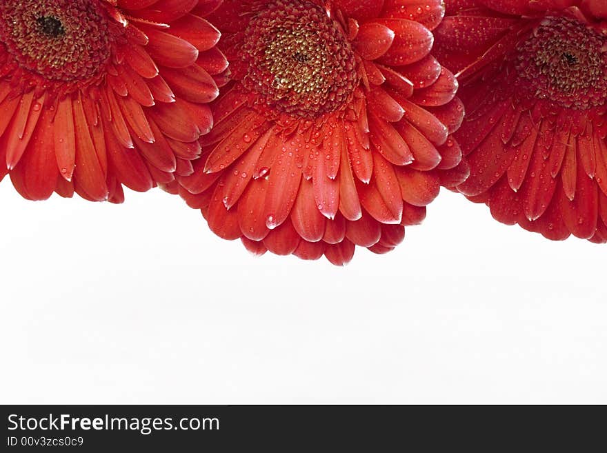 Gerber daisies with droplets on petals isolated on white