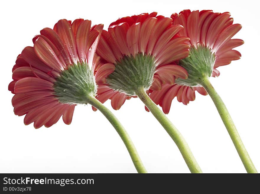 Gerbera daisies