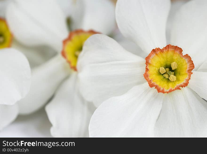 Beautiful white narcis close-up. Beautiful white narcis close-up