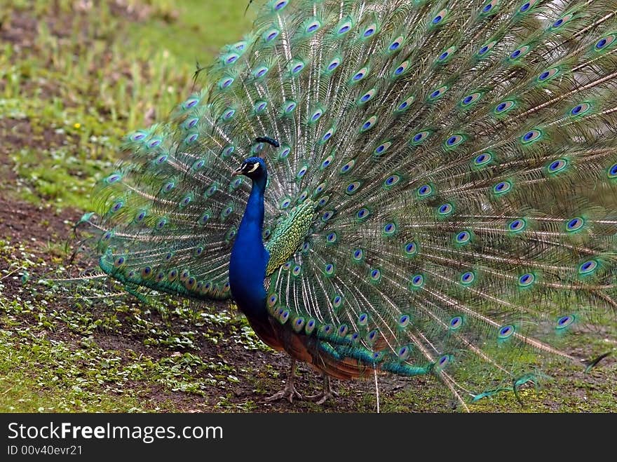 Peacock