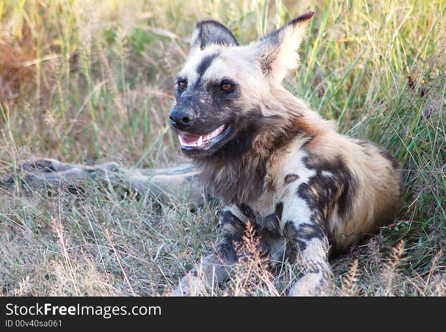 A wild dog resting in the shade after a feed