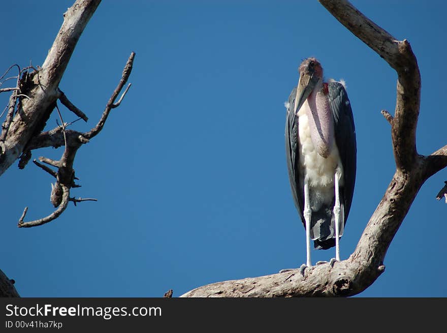 A marabou stork resting on a branch