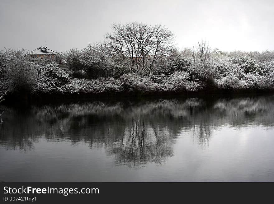 A snow covered tree next to the River Thames in Berkshire. A snow covered tree next to the River Thames in Berkshire