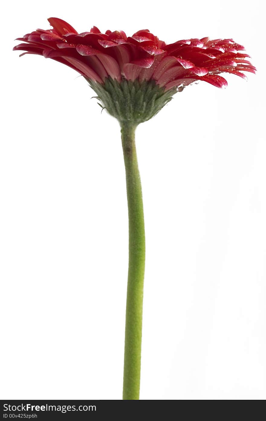 Gerbera Flower