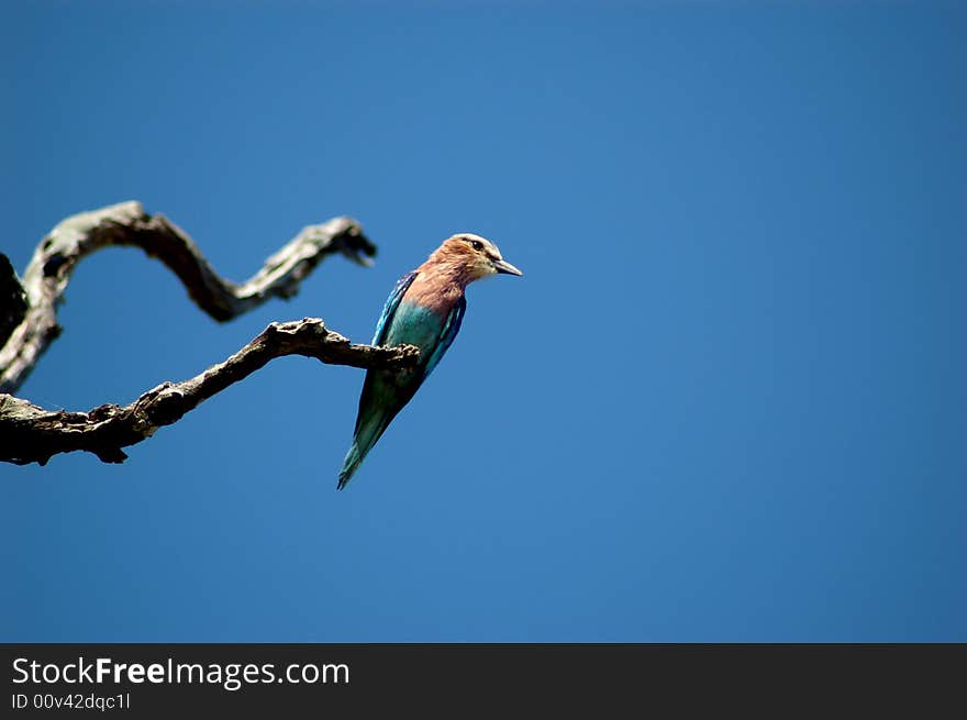 A lilac breasted roller resting on a tree branch