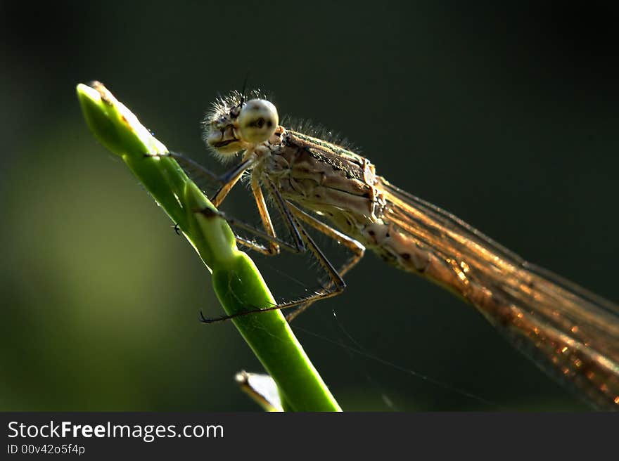 Dragonfly in the dawn breaks. Dragonfly in the dawn breaks