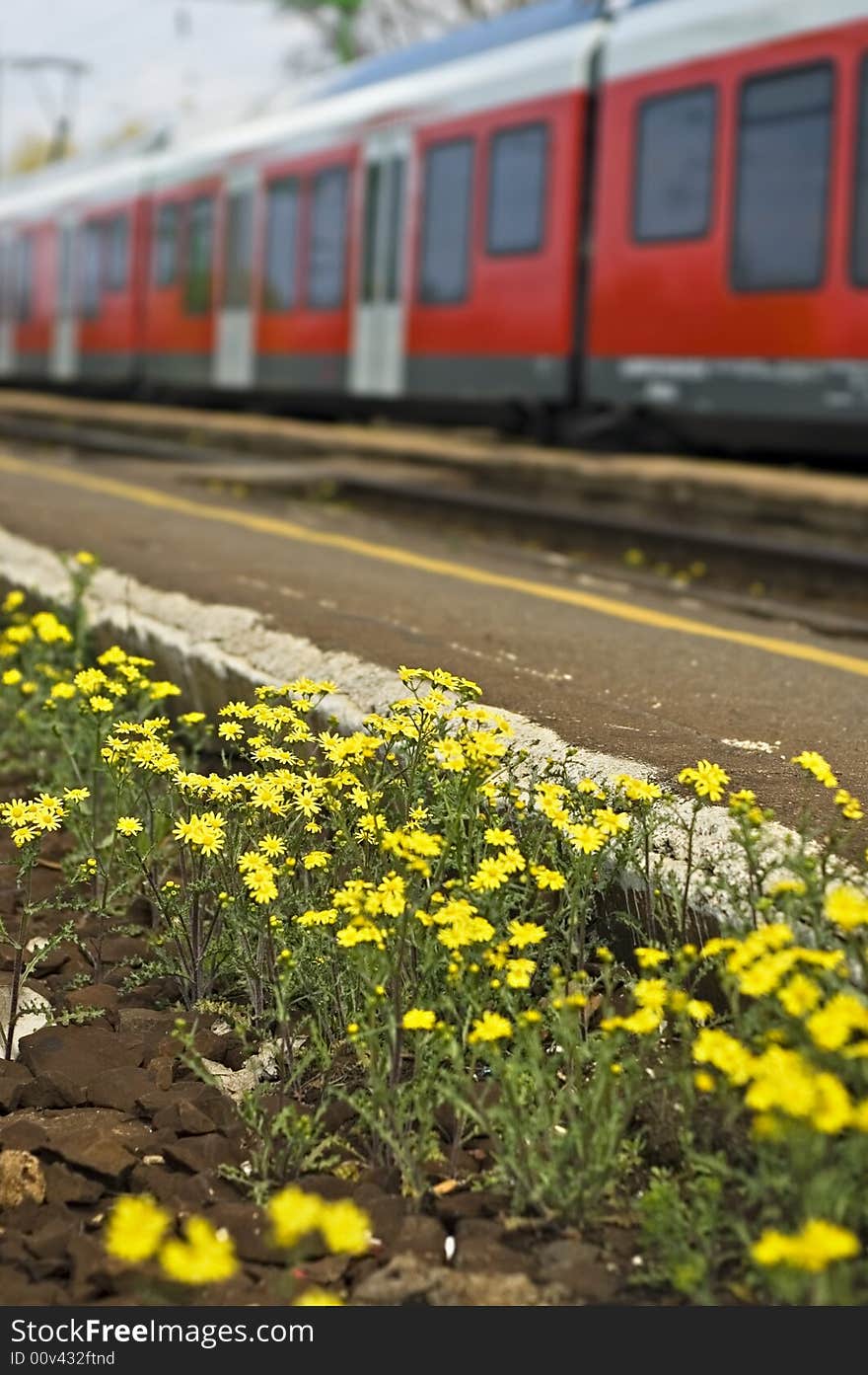 Yellow spring flowers with blurred train at the background. Yellow spring flowers with blurred train at the background