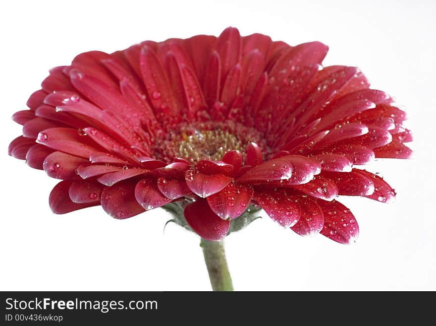 Gerbera flower