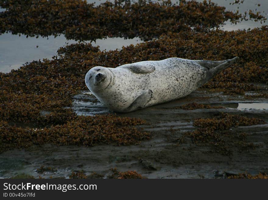 A seal burying itself in the seaweed