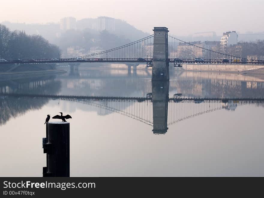 Cormorants next to Masaryk bridge over the Saone in Lyon. Cormorants next to Masaryk bridge over the Saone in Lyon